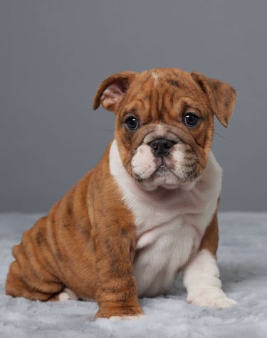 Puppies for Sale