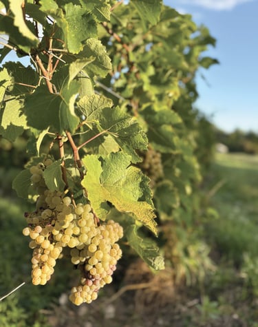 Chenin Amboise Montlouis vendanges  closerie de chanteloup