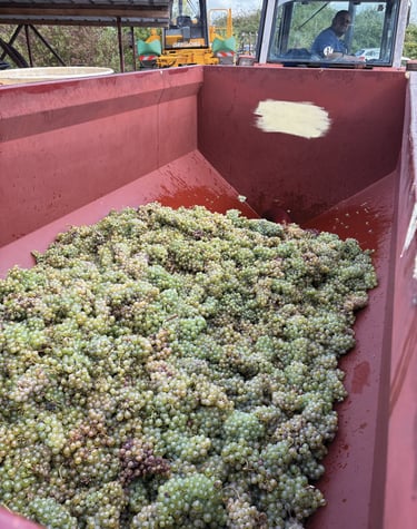 Vendanges 2025 Touraine Amboise Montlouis Chenin