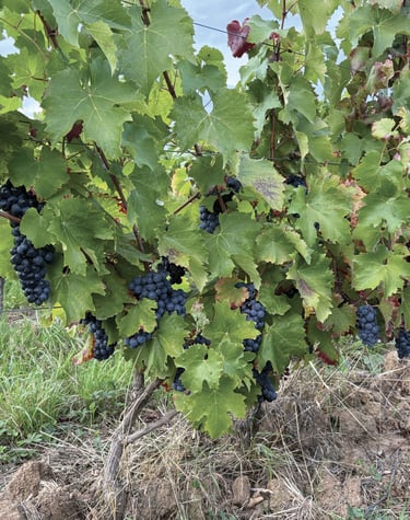 Vendanges 2025 Touraine Amboise rouge