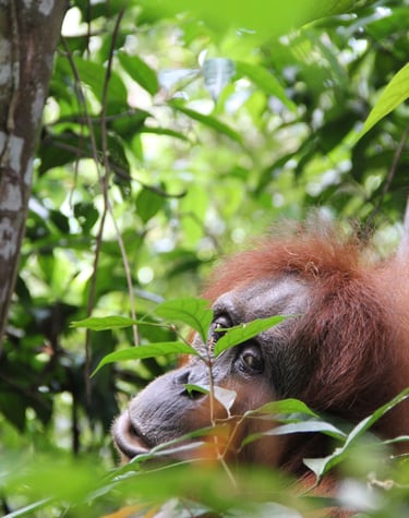 Bukit lawang Sumatra Orangutan Services 