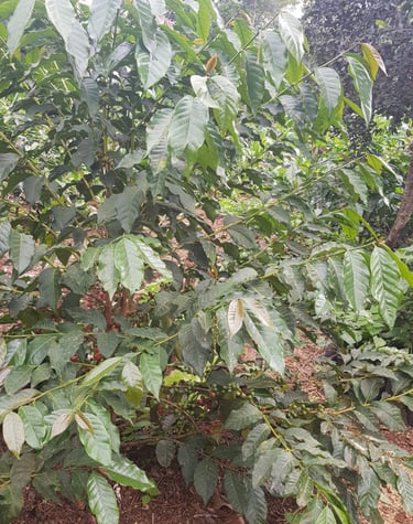a coffee plant with green leaves and green coffee beans
