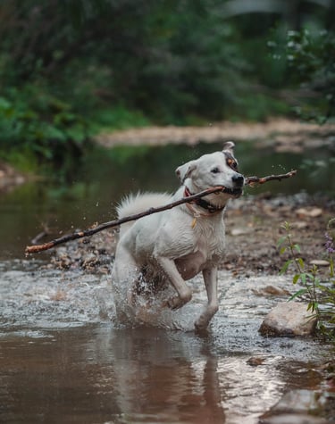 cane bianco che ha un bastone in bocca con le zampe nel fiume