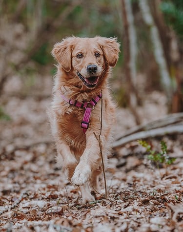 un cane dal pelo beige corre nel bosco autunnale