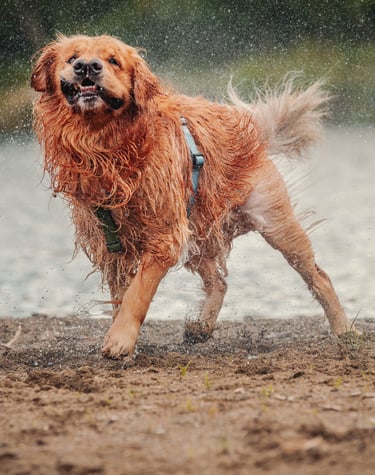 cane che si scuote l'acqua di dosso