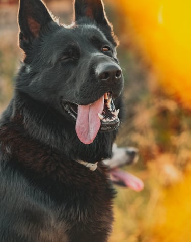ritratto di cane nero con la lingua di fuori