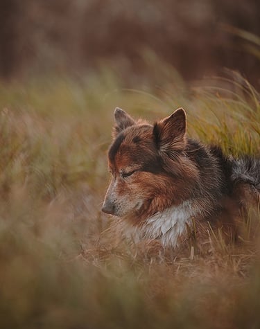 ritratto di cane tra fili d'erba