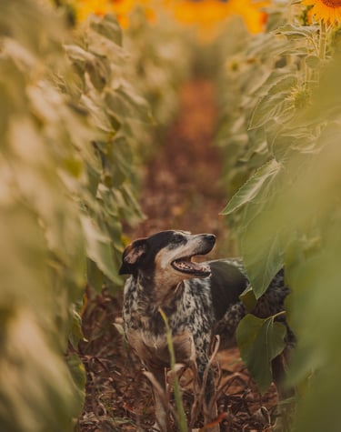 cane tra girasoli alti
