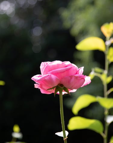 eine Rose in einem sonnigen Garten