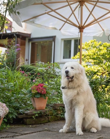 ein Haus im Hintergrund, im Vordergrund ein Garten, in den ein großer weißer Hund sitzt.