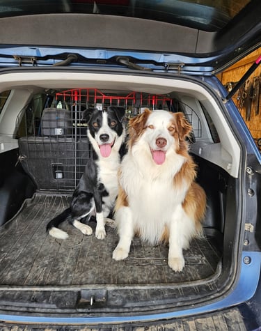 Client dogs, Socks and Koda