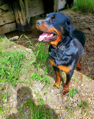 My Rottweiler Sirius