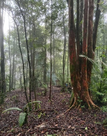 a tree in the middle of a jungle