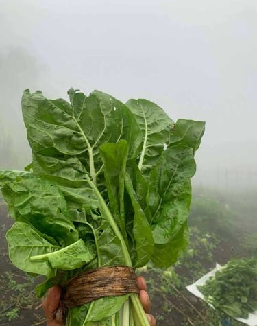 Mano sosteniendo un manojo fresco de acelgas orgánicas en un campo de jardín brumoso