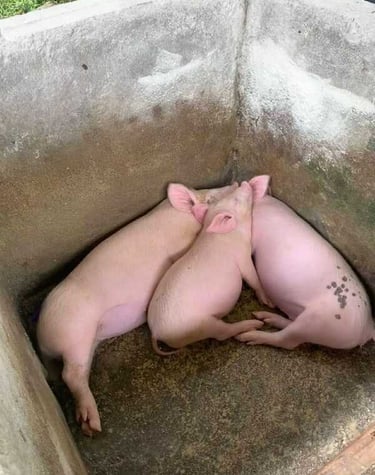 Tres pequeños lechones rosados ​​durmiendo en un corral de hormigón de una granja.