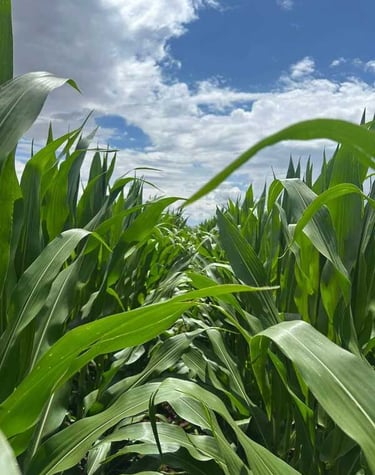ilas de campos de maíz verde bajo un cielo azul brillante con nubes blancas.