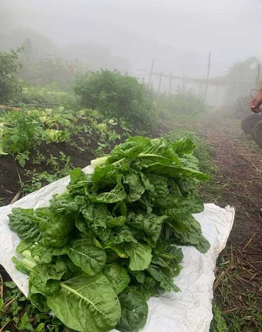 Acelga fresca recién cosechadas en un huerto rodeado de niebla.