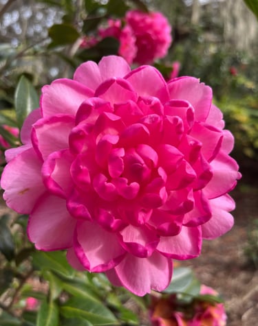 Debbie Ellis Camellia