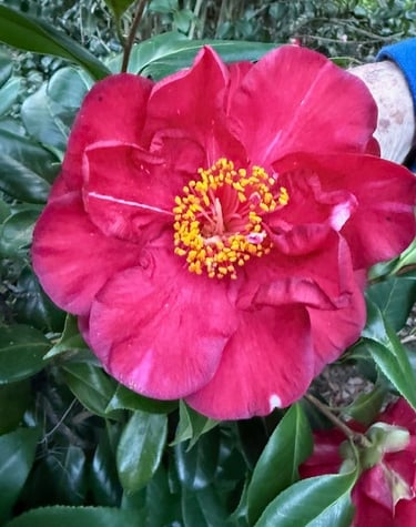Jay's Surprise Camellia