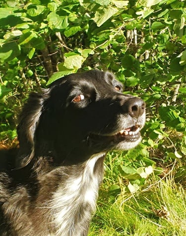 Pippa-koira Elonkehdon pihapiirissä