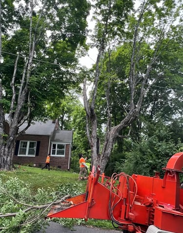 emercency tree removal