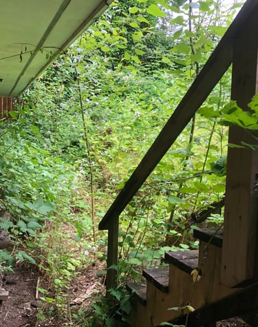 Before we removed blackberry bushes