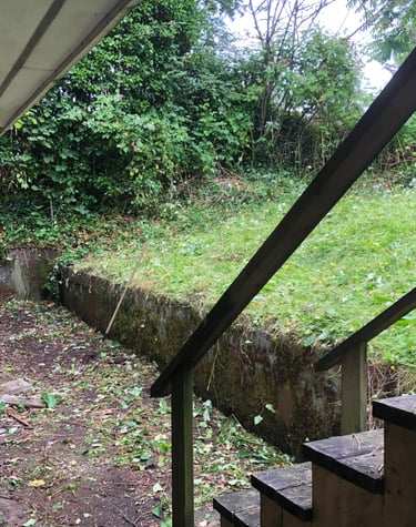 after we removed blackberry bushes