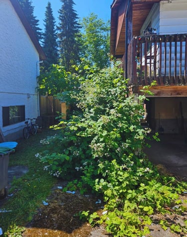 Blackberry bush removal