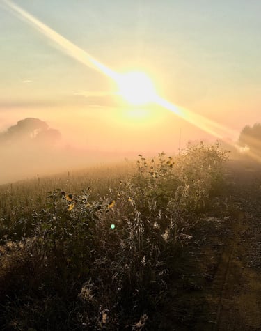 Golden morning sunbeams shining through mist over a rural dirt road and wild sunflower field.