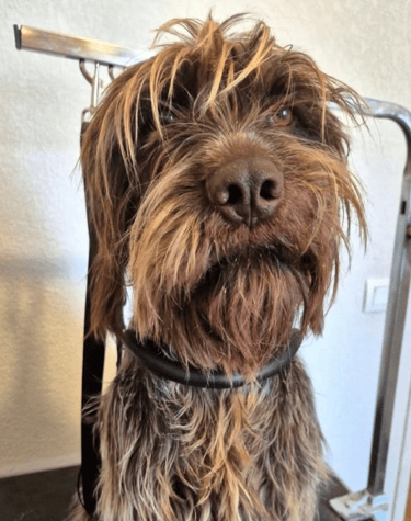 toiletteur chien