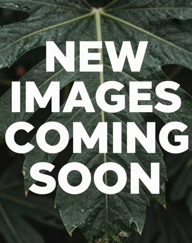 Close-up shot of a freshly applied silicone roof coating on a commercial rooftop under bright sunlight.