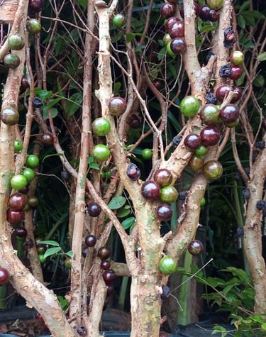 Jabuticaba