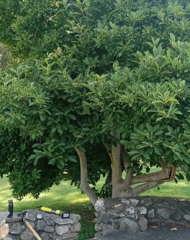 Trimming a magnolia near Rhinebeck, NY
