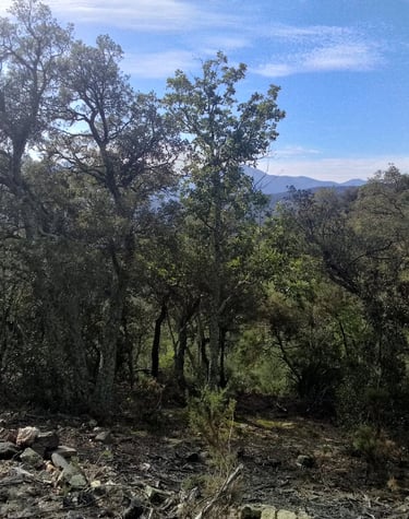 forêt de chênes verts et chênes lièges à flanc de colline