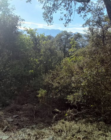 forêt garrigue Sud de France 