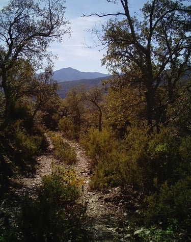 chemin traversant une forêt