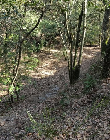 forêt du sud de France