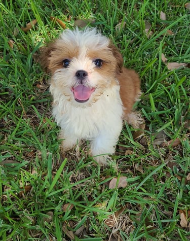 Rusty the happy Teacup Mal-Shi in the yard in Austin, Texas 