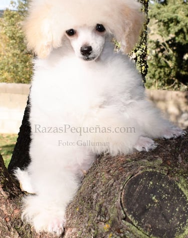 caniche toy blanco cachorro
