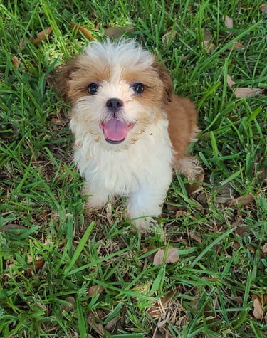 Rusty the happy Teacup Mal-Shi in the yard in Austin, Texas 