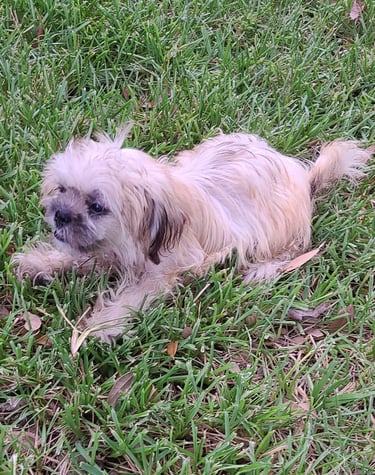 Brown Mal-Shi Puppy in green grass looking happy.