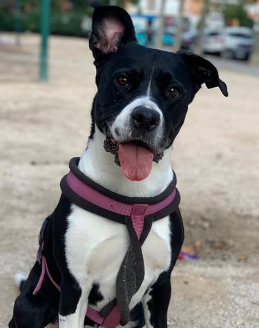 a dog wearing a tie and a tie dye on a leash