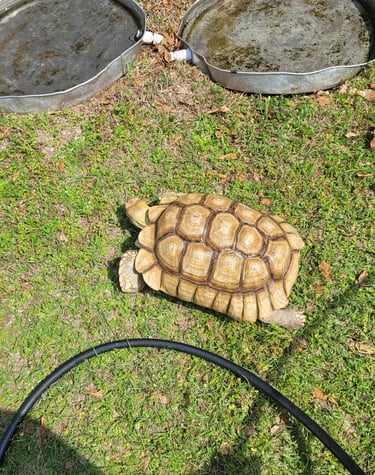 Mario my sulcata tortoise