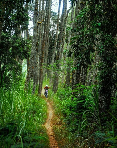 Jungle trail-Bali dirt bike tours