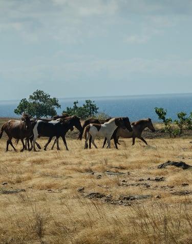 Sumba Dirt Bike Expedition