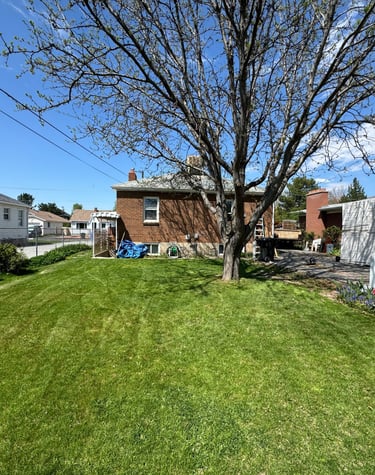 a yard with a tree in the middle of a yard