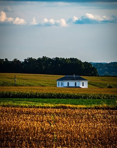 Small white farmhouse in a golden cornfield under a blue sky with fluffy white clouds.
