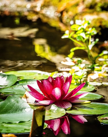 A vibrant pink water lily blooming on green lily pads in a garden pond.
