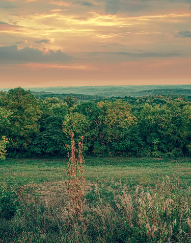 Panoramic view of a lush green forest landscape under a golden sunset sky.