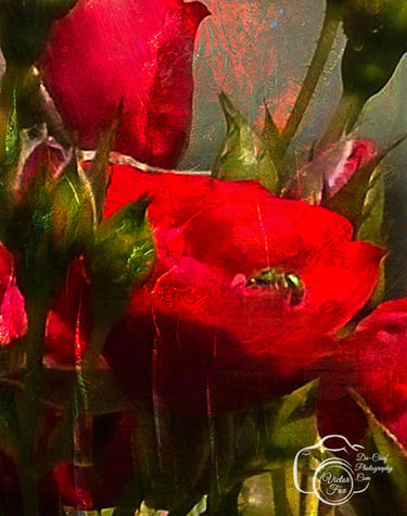 A textured fine art macro photograph featuring vibrant red rosebuds and a honeybee.